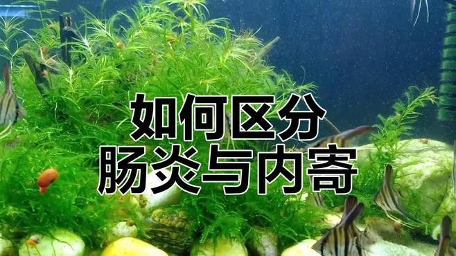 如何檢測金龍魚是否腸炎