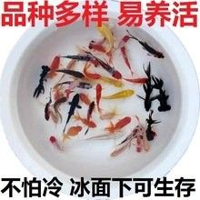 黑色金龍魚的價格是多少？ 黑色金龍魚的價格是多少？ 龍魚百科 第3張