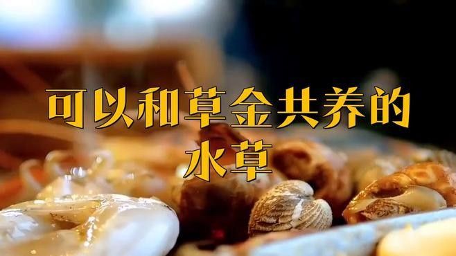 哪些水草適合混養？（養水草的適宜性取決于多種因素，包括水質條件、光照、溫度和營養需求）