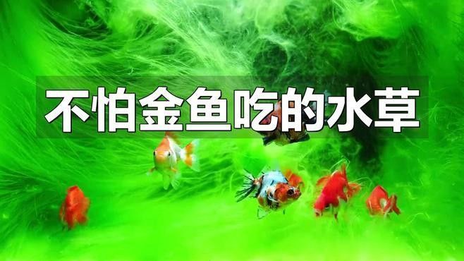 哪些水草適合混養？（養水草的適宜性取決于多種因素，包括水質條件、光照、溫度和營養需求）