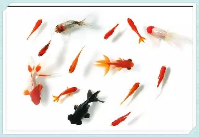 哪些水草適合混養？（養水草的適宜性取決于多種因素，包括水質條件、光照、溫度和營養需求）