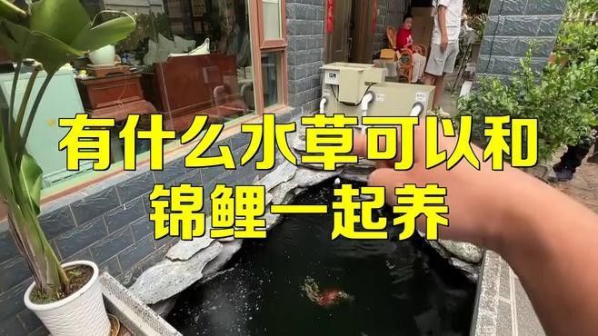 哪些水草適合混養？（養水草的適宜性取決于多種因素，包括水質條件、光照、溫度和營養需求）