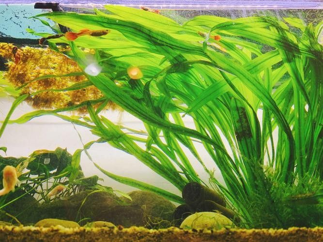 哪些水草適合混養？（養水草的適宜性取決于多種因素，包括水質條件、光照、溫度和營養需求）