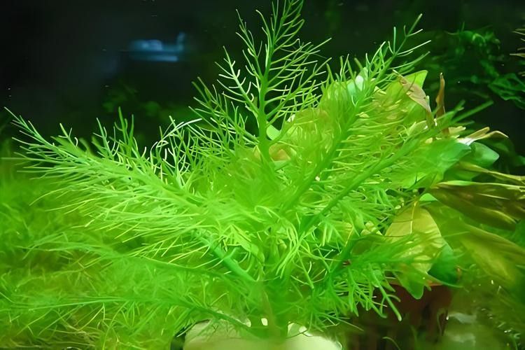 哪些水草適合混養？（養水草的適宜性取決于多種因素，包括水質條件、光照、溫度和營養需求）