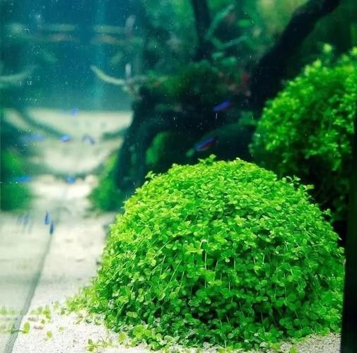 哪些水草適合混養？（養水草的適宜性取決于多種因素，包括水質條件、光照、溫度和營養需求）