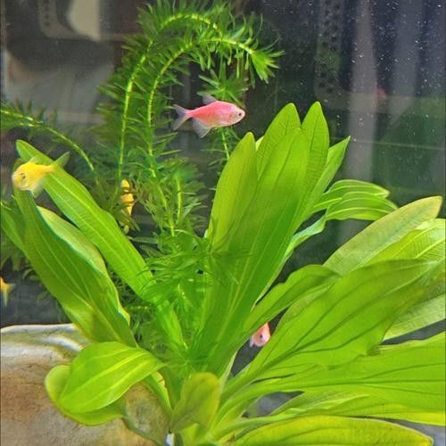 哪些水草適合混養？（養水草的適宜性取決于多種因素，包括水質條件、光照、溫度和營養需求）