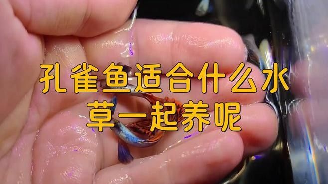 哪些水草適合混養？（養水草的適宜性取決于多種因素，包括水質條件、光照、溫度和營養需求）