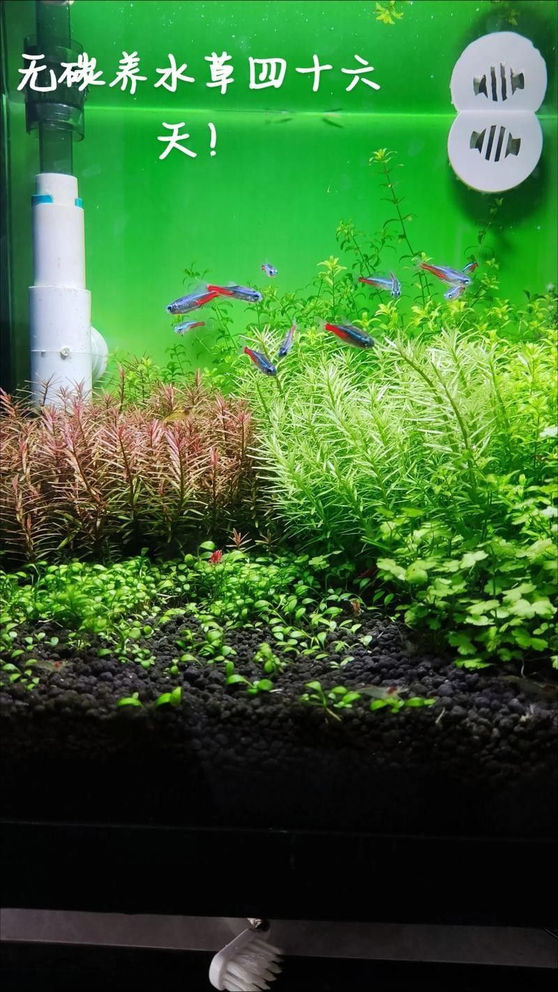 哪些水草適合混養？（養水草的適宜性取決于多種因素，包括水質條件、光照、溫度和營養需求）
