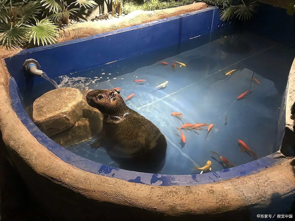 如何為龍魚提供自然光 如何為龍魚提供自然光 龍魚百科 第4張