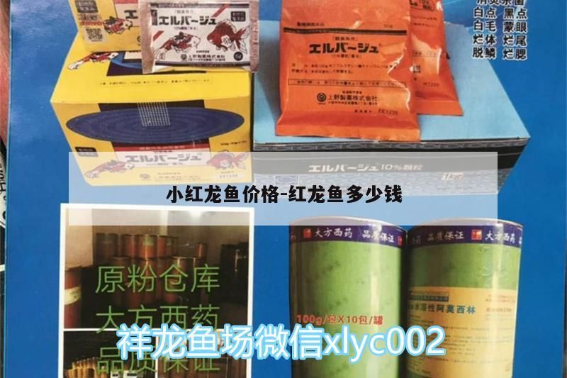 小紅龍魚(yú)價(jià)格:紅龍魚(yú)多少錢(qián)（小紅龍魚(yú)價(jià)格和紅龍魚(yú)價(jià)格差異大，小紅龍魚(yú)價(jià)格差異大） 小紅龍魚(yú)價(jià)格:紅龍魚(yú)多少錢(qián)（小紅龍魚(yú)價(jià)格和紅龍魚(yú)價(jià)格差異大，小紅龍魚(yú)價(jià)格差異大） 觀賞魚(yú)百科