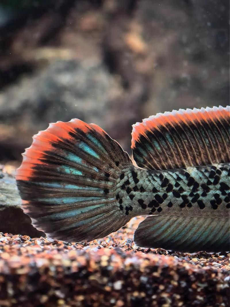 龍魚和雷龍魚有何不同（養(yǎng)魚老道，水中霸主“雷龍”魚，中國人喜歡龍）