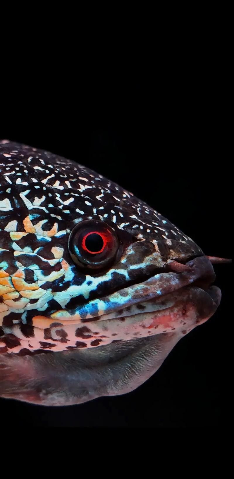 龍魚和雷龍魚有何不同（養(yǎng)魚老道，水中霸主“雷龍”魚，中國人喜歡龍）