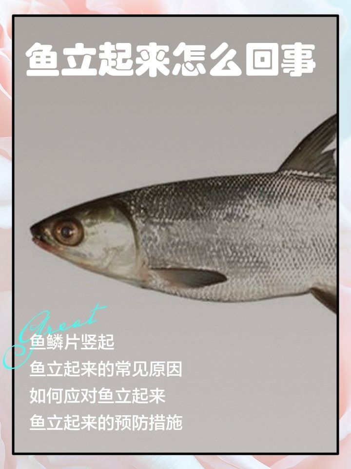 龍魚豎立行為如何預防？
