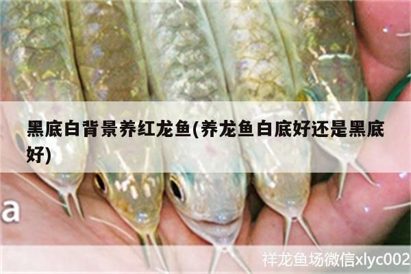 黑底白背景養紅龍魚(養龍魚白底好還是黑底好) 黑底白背景養紅龍魚(養龍魚白底好還是黑底好) 觀賞魚百科