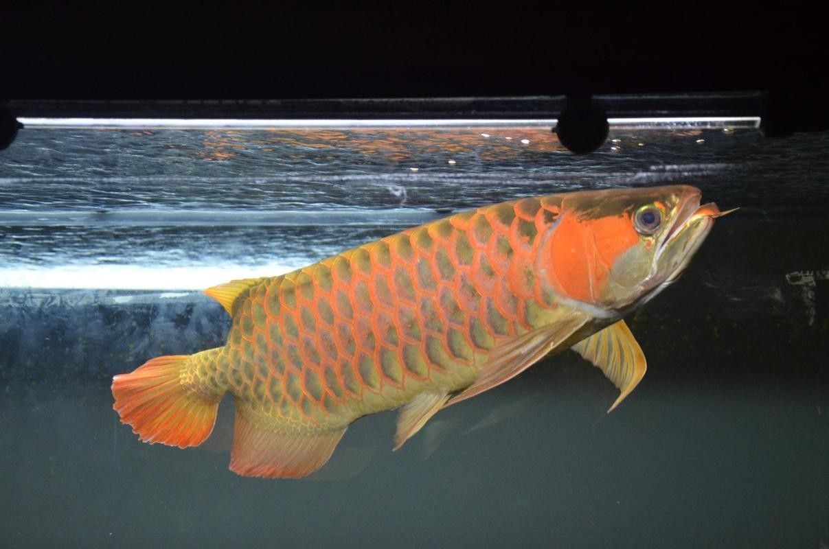 武清哪個水族館龍魚好？祥龍魚場龍魚 武清哪個水族館龍魚好？祥龍魚場龍魚 龍魚百科 第6張
