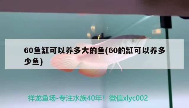 龍魚(yú)不吃食能活多久呀(龍魚(yú)不吃食能活多久呀圖片)