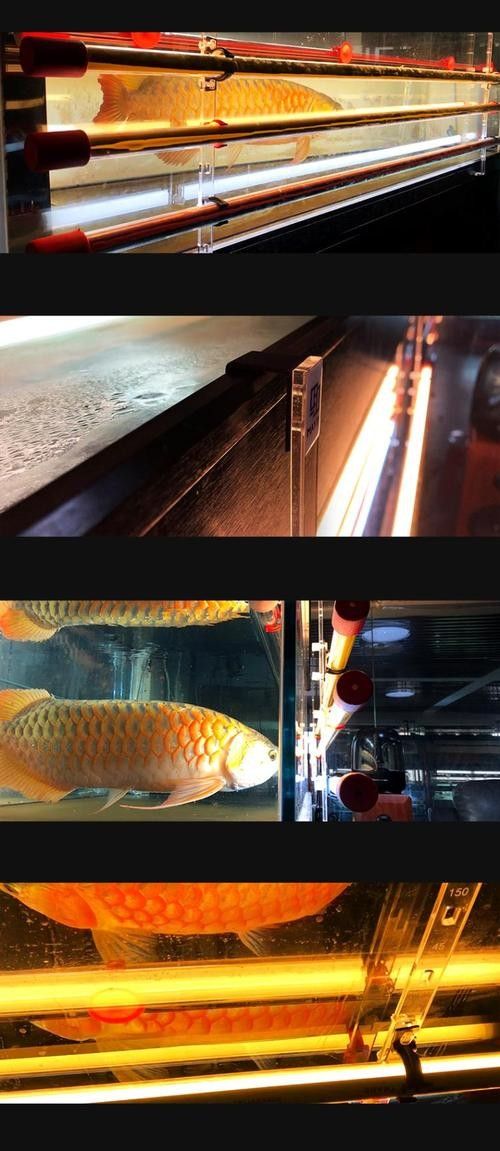 龍魚專用燈應該如何選擇？（選擇龍魚專用燈的幾個關鍵因素）