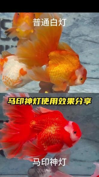 馬印神燈系列中哪款最受歡迎