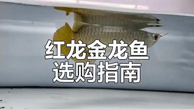 紅龍魚尾鰭虎斑紋有哪些常見誤區(qū)