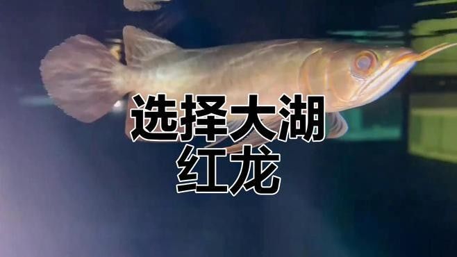 紅龍魚尾鰭虎斑紋有哪些常見誤區(qū)
