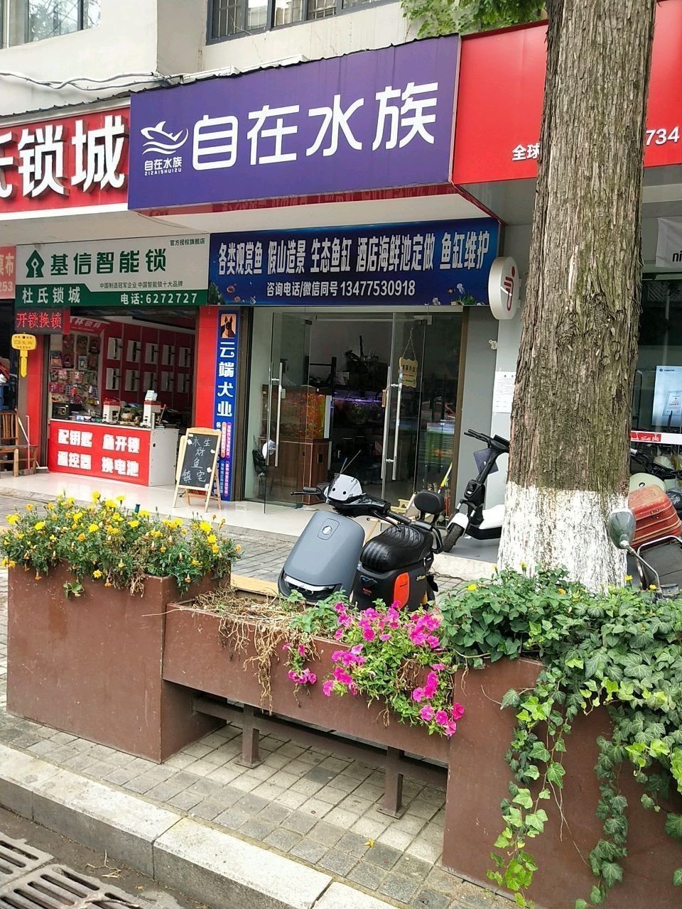 潛江哪個水族館龍魚好？祥龍魚場龍魚（潛江市祥龍魚場） 潛江哪個水族館龍魚好？祥龍魚場龍魚（潛江市祥龍魚場） 龍魚百科 第7張