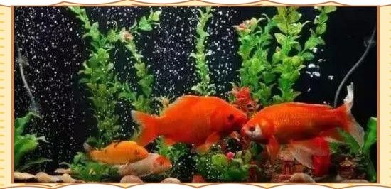 龍龜和魚缸擺放有哪些風水講究（家居風水龍龜的風水作用）