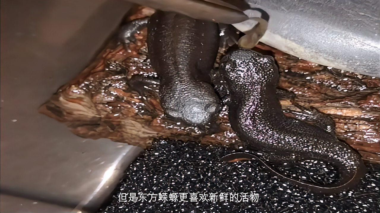 如何安全地飼養東方蠑螈