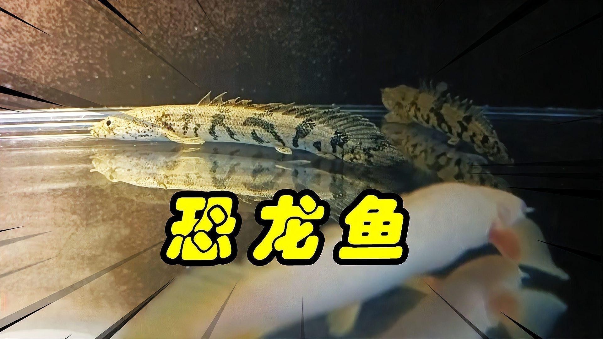 恐龍魚生長速度如何（六角恐龍魚生長速度最快，六角恐龍魚變小了好奇發） 恐龍魚生長速度如何（六角恐龍魚生長速度最快，六角恐龍魚變小了好奇發） 龍魚百科 第8張