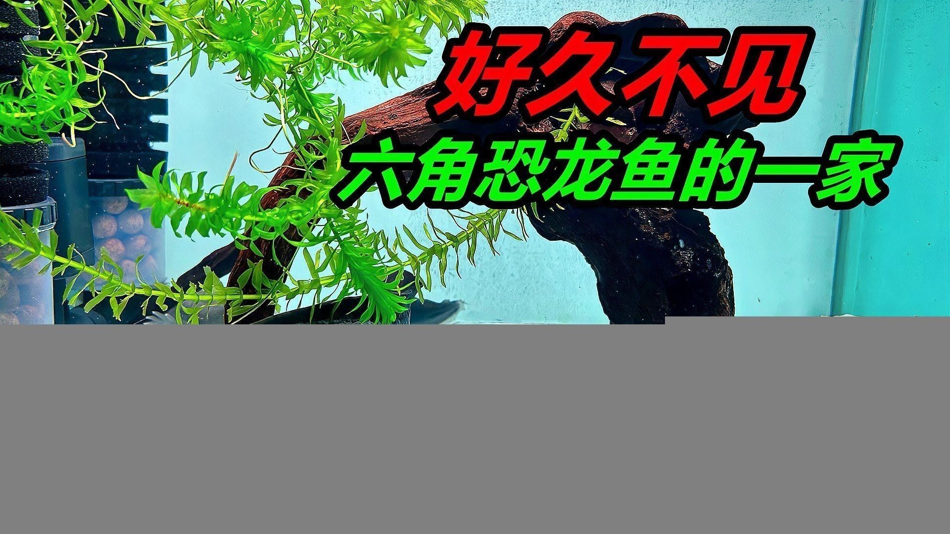 恐龍魚生長速度如何（六角恐龍魚生長速度最快，六角恐龍魚變小了好奇發） 恐龍魚生長速度如何（六角恐龍魚生長速度最快，六角恐龍魚變小了好奇發） 龍魚百科 第1張