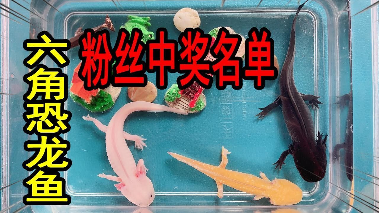 恐龍魚生長速度如何（六角恐龍魚生長速度最快，六角恐龍魚變小了好奇發） 恐龍魚生長速度如何（六角恐龍魚生長速度最快，六角恐龍魚變小了好奇發） 龍魚百科 第7張