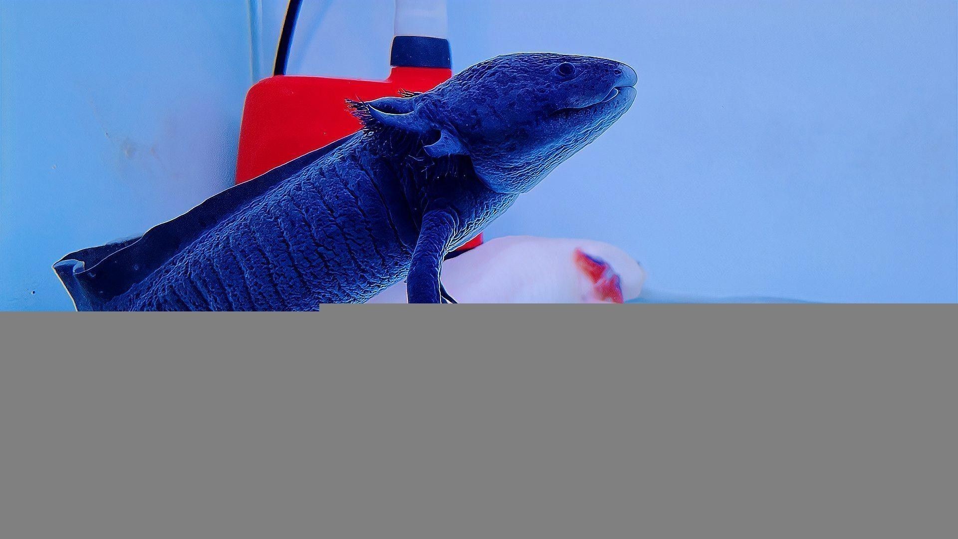 恐龍魚生長速度如何（六角恐龍魚生長速度最快，六角恐龍魚變小了好奇發） 恐龍魚生長速度如何（六角恐龍魚生長速度最快，六角恐龍魚變小了好奇發） 龍魚百科 第2張