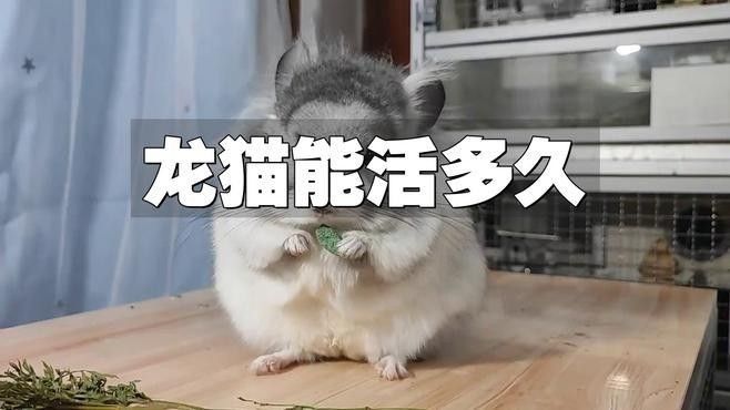 龍貓的壽命一般有多長？（龍貓一般能活多久？）