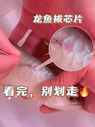 如何辨別龍魚芯片掃碼器的真偽 如何辨別龍魚芯片掃碼器的真偽 龍魚百科 第5張