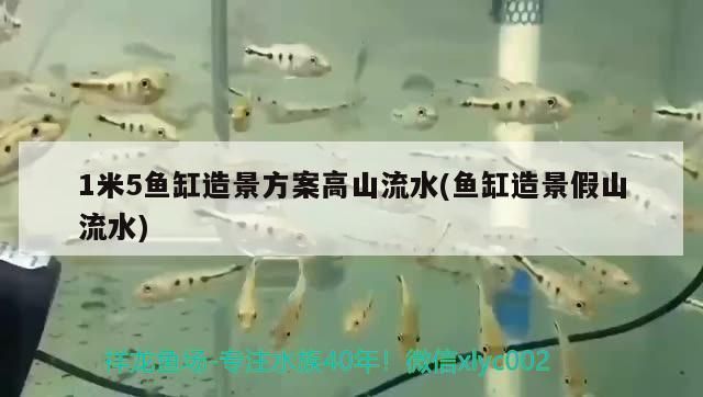 三明水族館:那個高手幫忙解答一下（三明水族館:三明水族館:那個高手幫忙解答一下） 三明水族館:那個高手幫忙解答一下（三明水族館:三明水族館:那個高手幫忙解答一下） 觀賞魚百科 第1張