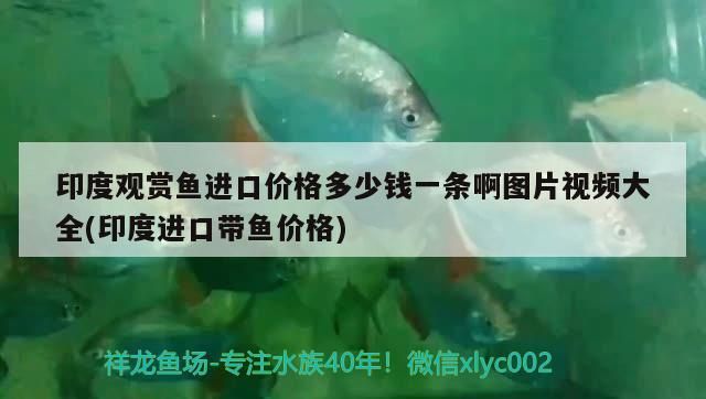 三明水族館:那個高手幫忙解答一下（三明水族館:三明水族館:那個高手幫忙解答一下） 三明水族館:那個高手幫忙解答一下（三明水族館:三明水族館:那個高手幫忙解答一下） 觀賞魚百科 第3張