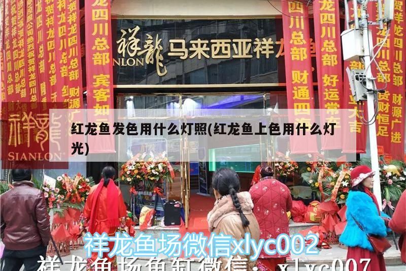 紅龍魚發色用什么燈照(紅龍魚上色用什么燈光) 紅龍魚發色用什么燈照(紅龍魚上色用什么燈光) 觀賞魚百科
