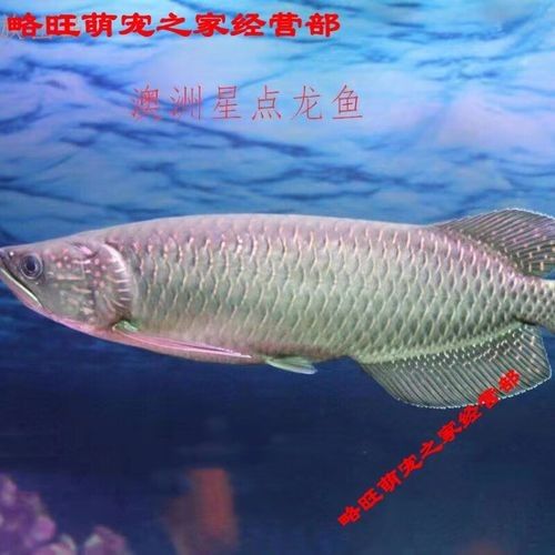 澳洲金龍魚的價格是多少？（澳洲星點金龍18至20cm京東,龍魚價格揭秘）