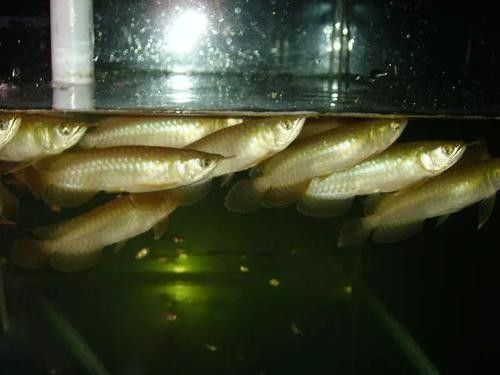 澳洲金龍魚的價格是多少？（澳洲星點金龍18至20cm京東,龍魚價格揭秘）
