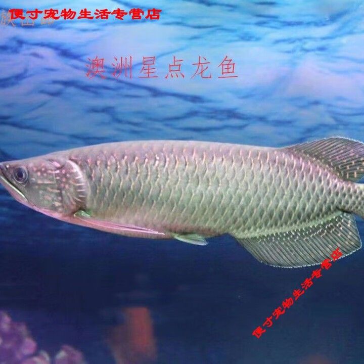 澳洲金龍魚的價格是多少？（澳洲星點金龍18至20cm京東,龍魚價格揭秘）