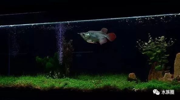 如何種植適合龍魚的水草（水草缸養龍魚造景教程） 如何種植適合龍魚的水草（水草缸養龍魚造景教程） 龍魚百科 第3張