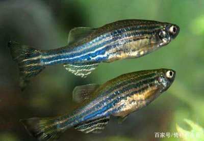 不怕低溫的觀賞魚（冷水性觀賞魚的特點和飼養方法）