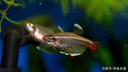不怕低溫的觀賞魚（冷水性觀賞魚的特點和飼養方法）
