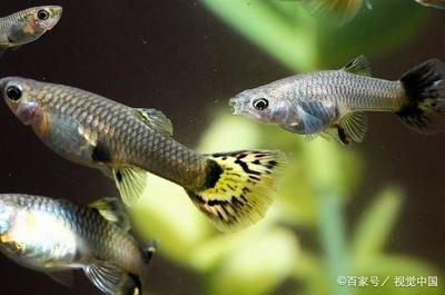 不怕低溫的觀賞魚（冷水性觀賞魚的特點和飼養方法）