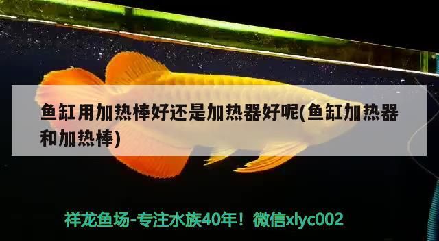 魚缸用加熱棒好還是加熱器好呢(魚缸加熱器和加熱棒)