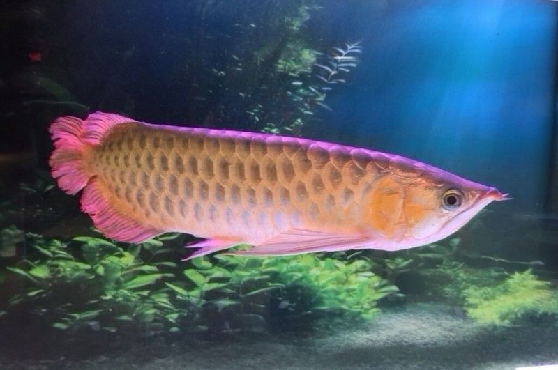 有哪些高清金龍魚攝影作品