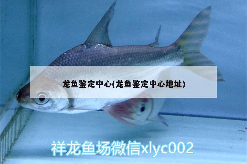 龍魚鑒定中心(龍魚鑒定中心地址)