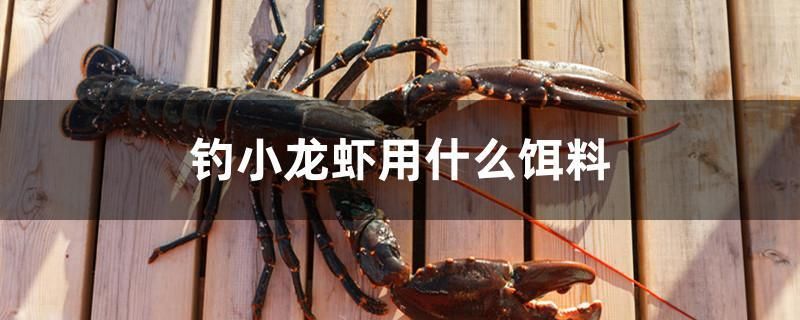 釣小龍蝦用什么餌料（小龍蝦選擇合適的餌料是提高釣魚成功率的關(guān)鍵，以下是常用的餌料）