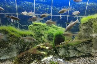 金龍魚分廠有哪些（金龍魚有幾個廠家）（金龍魚分廠有哪些）