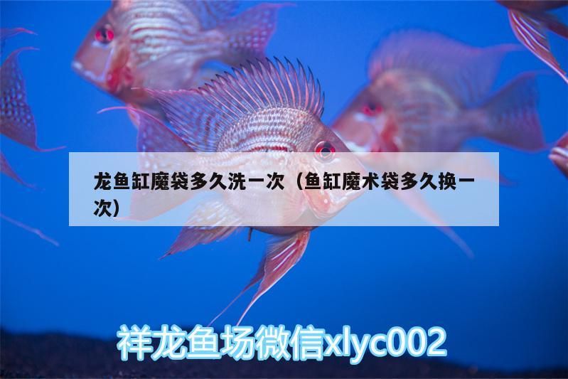 龍魚缸魔袋多久洗一次（魚缸魔術(shù)袋多久換一次）