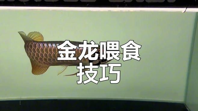重金屬寶石金龍有哪些特點(diǎn)？（重金屬寶石金龍是金龍魚品種中的特殊類型） 重金屬寶石金龍有哪些特點(diǎn)？（重金屬寶石金龍是金龍魚品種中的特殊類型） 龍魚百科 第8張